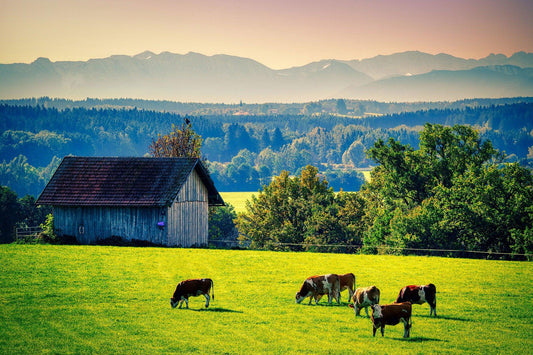 The Modern Day Homesteader